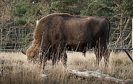 野牛,哺乳動物,反芻動物