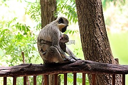猴子,女性,嬰兒