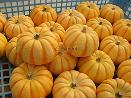 南瓜,萬圣節(jié),普契尼