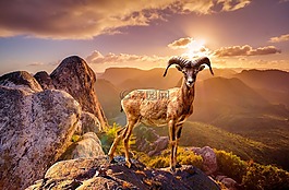 野生動物,動物,巖