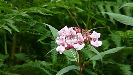 花,野花,粉色