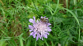 花,蜜蜂,昆蟲