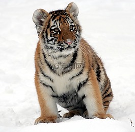 虎崽,雪,動(dòng)物園