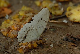 蝴蝶,昆蟲,花園