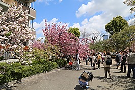 日本,妇女,女孩