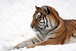 虎,雪,動(dòng)物園
