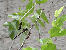 蜻蜓,libelula,昆蟲