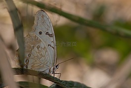 蝴蝶,昆虫,花园