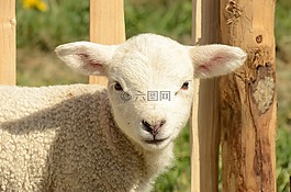 動物,哺乳動物,農(nóng)場