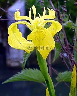 花,虹膜,水