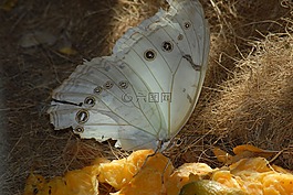 蝴蝶,昆蟲,花園