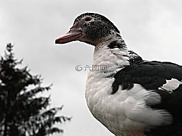 中國(guó)的,鴨,鳥