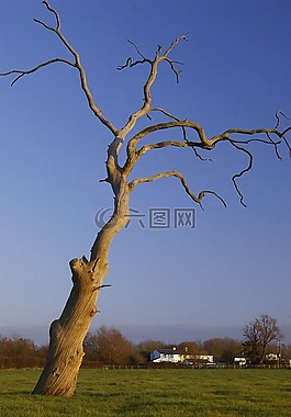死亡,樹,原野