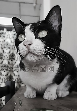 貓,動(dòng)物,寵物