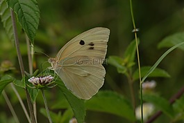 蝴蝶,昆蟲,花園