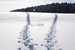 追蹤,尺寸,枝