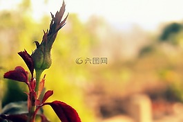 羅莎,玫瑰布什,花卉