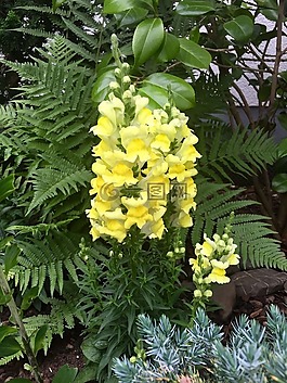 花,loewenmaeulchen,黃色