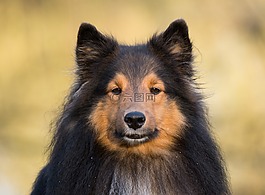 狗,sheltiie,關(guān)閉