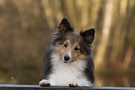 狗,sheltie,关闭