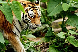 虎,動物園,安特衛(wèi)普