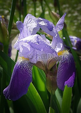 虹膜,鲜花,蓝色