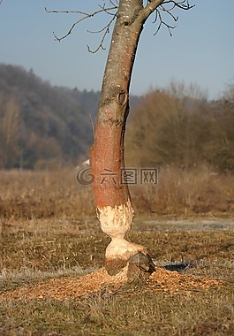 海狸,老鼠,schambachtal