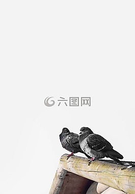 鳥(niǎo),鳥(niǎo)嘴,羽毛
