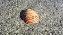 貝殼,海灘,外殼