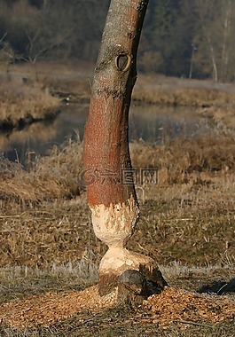 海狸,老鼠,schambachtal