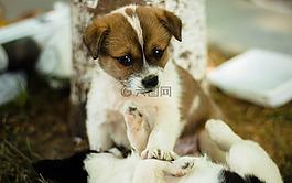 萌寵,狗,玩耍