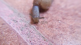 蝸牛,無脊椎動(dòng)物,爬