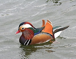 鴛鴦,水禽,鳥