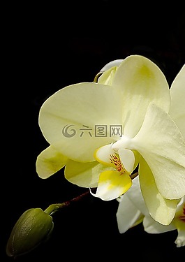 蘭花,開花,花