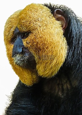 動(dòng)物,猴子,崎