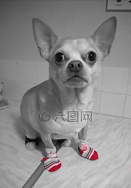 奇瓦瓦,狗,寵物