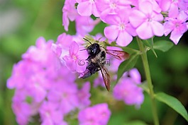 大黃蜂,花,蜜蜂
