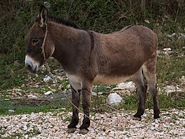 驢,動物,野性