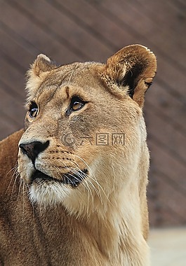 母獅,非洲,貓