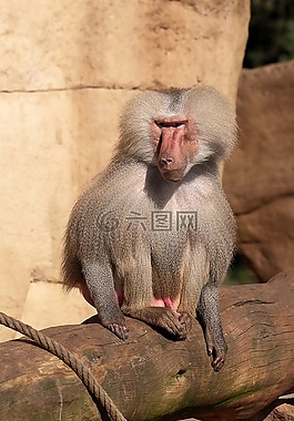 狒狒,動物園,猴子