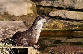 海獺,動(dòng)物園,動(dòng)物