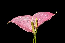 花,粉色馬蹄蓮,植物