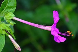 花,雄蕊,雌蕊