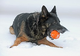 狗,冬天,雪