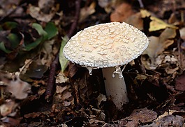 真菌,毒菌,秋
