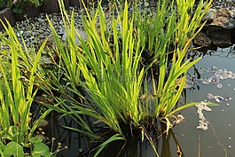 池,植物,綠色