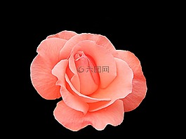 玫瑰,自然,花