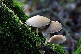 真菌,秋,蘑菇