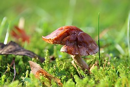 蘑菇,苔,森林