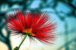 花,十字架,红色